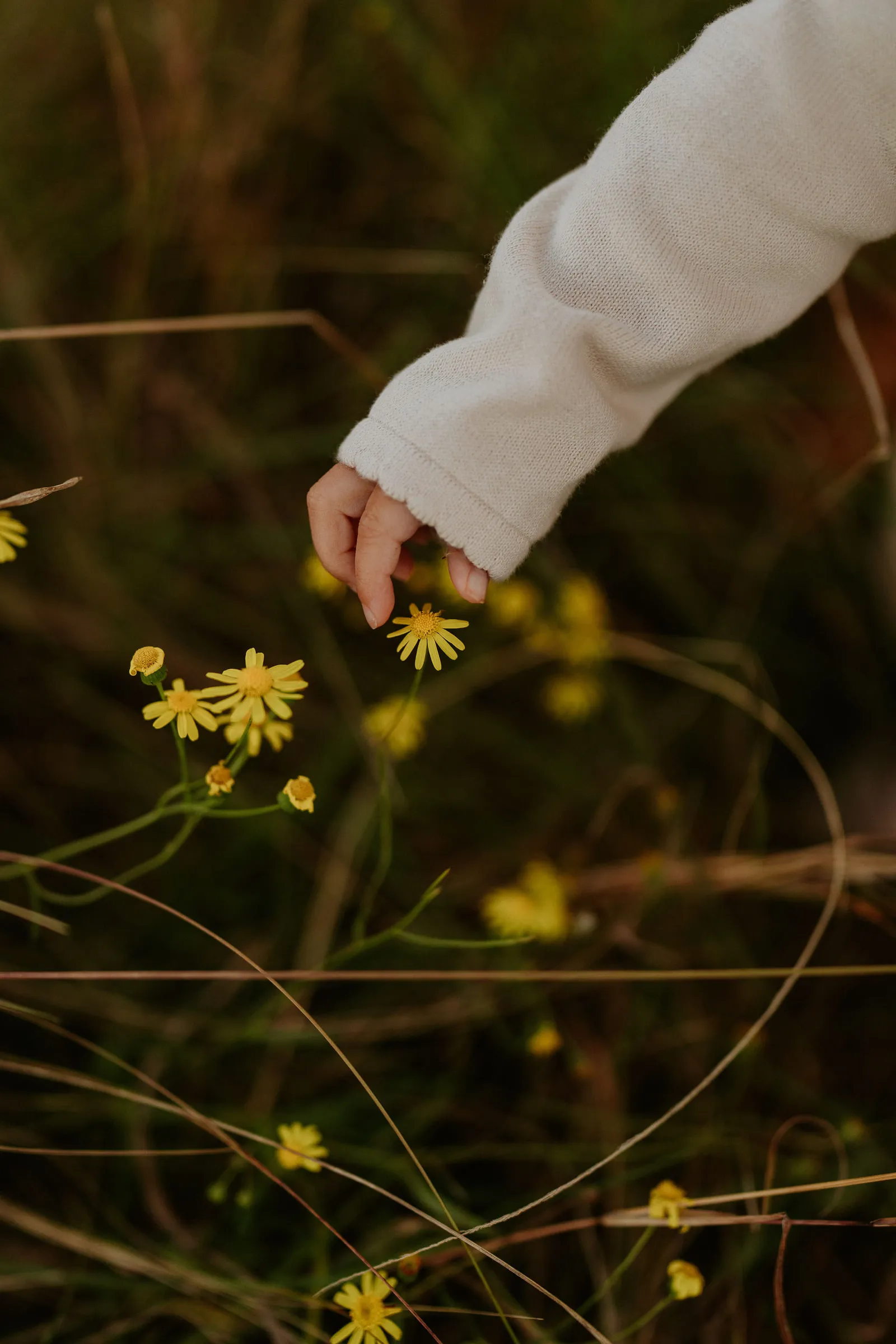 A toddler’s hand reaching for yellow wildflowers